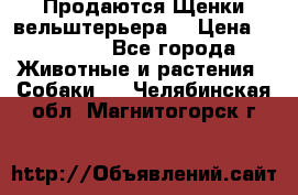 Продаются Щенки вельштерьера  › Цена ­ 27 000 - Все города Животные и растения » Собаки   . Челябинская обл.,Магнитогорск г.